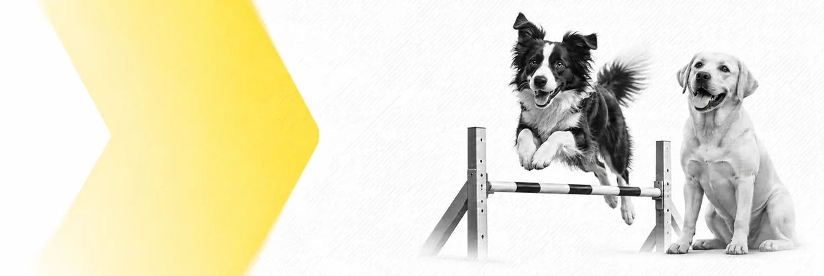 Pokale, Medaillen & Trophäen für Hunde und Hundesport